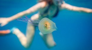 Застрявшая в медузе рыба удивила пользователей сети (2 фото)