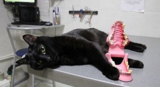 Кот не может ходить, но помогает другим больным животным (11 фото)