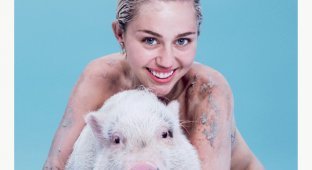 Майли Сайрус и ее свинка Бубба Сью снялись для журнала Paper (9 фото) (эротика)