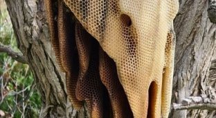 Как пчелы строят такие ульи (1 фото)