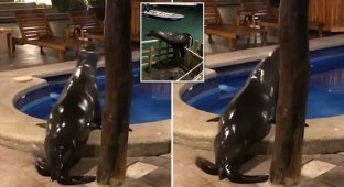 Морской лев пробрался на территорию отеля, чтобы поплавать в бассейне (6 фото + 1 видео)