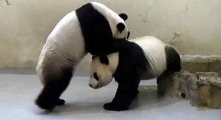 В зоопарке Тайваня искусственно осеменили панду, которая не смогла забеременеть от партнера (6 фото)