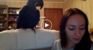 Самый большой попугай в мире домашних условиях