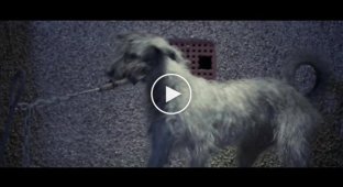 «I will survive»  трогательная социальная реклама о бездомных животных