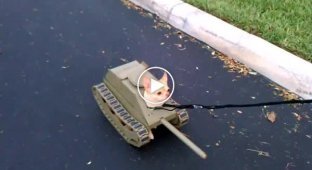 Собачка в костюмчике танка