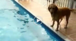 Смешной пес боится прыгнуть в воду за мячиком