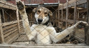 Приют 'защити животных' в Новосибирске (6 фото)