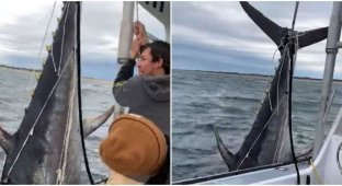 Рыбаки поймали огромного тунца, борясь с ним 30 минут (1 фото)