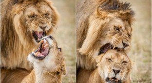 Морды львов во время спаривания (12 фото)
