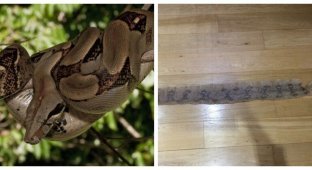 В Англии девочка нашла шкуру гигантской рептилии (4 фото)