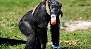 Литтл-Мама – старенькая шимпанзе с большим сердцем (29 фото)
