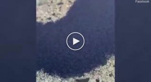 Австралийка нашла во дворе необычный подвижный песок, который оказался насекомыми