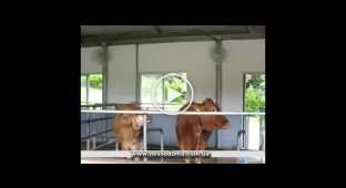 Что эти коровы делают? :)