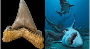 На пляже Австралии нашли зубы акулы, жившей около 25 миллионов лет назад (8 фото)