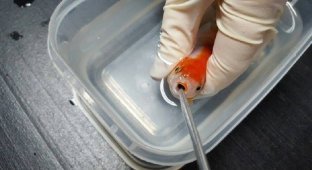 Женщина потратила 500 долларов, чтобы спасти жизнь крошечной золотой рыбки (7 фото)