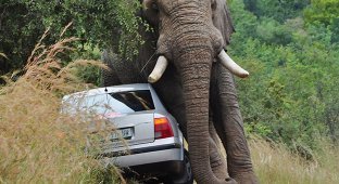 Прочь с дороги: Слон и седан (7 фото)