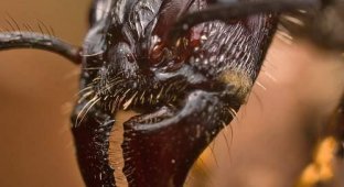 Пятёрка наиболее устрашающих насекомых в мире. (15 фото)