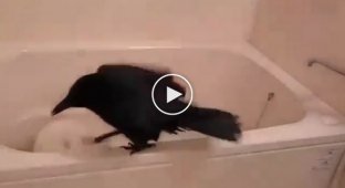 Ворон пришел в ванную помыться   