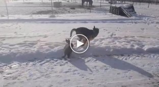 В Финляндии, заяц прибежал к собаке чтобы поиграться