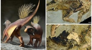 Палеонтологи впервые реконструировали клоаку динозавра (4 фото)