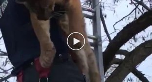 Пожарные сняли необычного котика с дерева