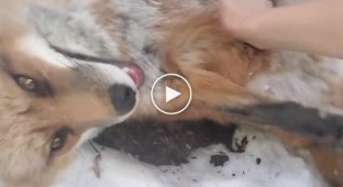 Умиления пост. Спасенные лисицы играют в снегу с хозяйкой питомника