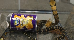 Американцу прислали ядовитых кобр в банках из-под чипсов (3 фото)
