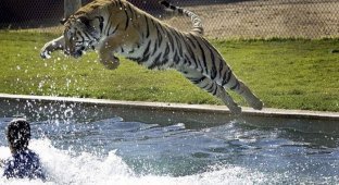 Развлечение тигров в бассейне (6 фото)