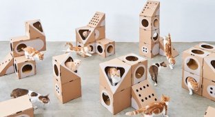 Кошачьи радости: модульные домики для кошек из картонных коробок (12 фото)