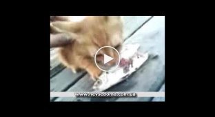 Котик кушает рыбку