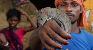В беднейшем штате Индии Бихар выживают, питаясь крысами (7 фото)