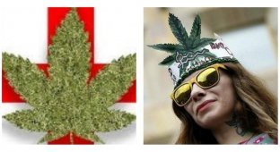 В Грузии легализовали марихуану (3 фото)