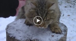 Упитанный кот помешал блогеру снять обзор белорусской тушенки (мат)