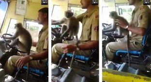 В Индии был заснят весёлый ролик с управлявшей автобусом обезьяной-водителем (2 фото + 1 видео)