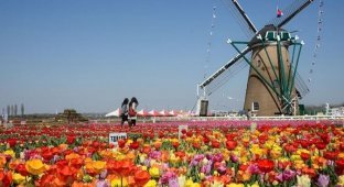 В Японии уничтожили 800 000 цветущих тюльпанов (7 фото + 1 видео)