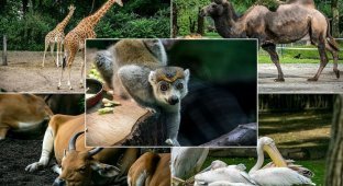 Дрезденский зоопарк (31 фото)