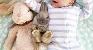 Малыш и кролики (16 фото)