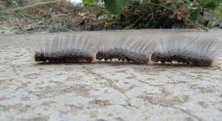 Походный шелкопряд: Ниточка, которую нельзя игнорировать. Зачем ядовитые гусеницы соединяются в длинный живой «поезд»? (7 фото)