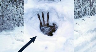 Водитель грузовика заметил торчащие ноги лося, который застрял в снегу (5 фото)