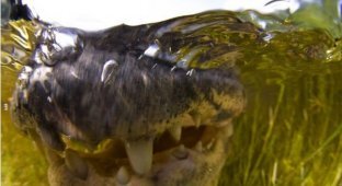 Крупным планом: американский аллигатор щёлкает зубами под водой (10 фото)