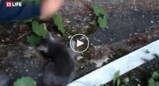 Во Владимире подростки сняли на видео жестокое убийство котёнка (жесть)