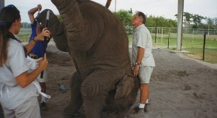 Как дрессируют слонов в цирке (24 фото)