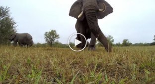 Слоны увидели камеру