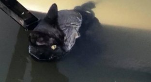 Девушка вытянула кота из реки к которому была привязана циркулярная пила (5 фото)