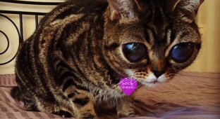 Новая звезда Instagram: Кошка, похожая на пришельца (6 фото)