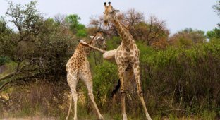 Кунг-фу жираф зарядил сопернику копытом в шею (4 фото)