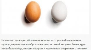 Белые и коричневые яйца - какие выбрать? (4 фото)