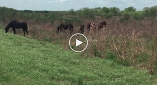 Нападение дерзкого коня на аллигатора сняли на видео