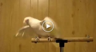 Танцующий попугай