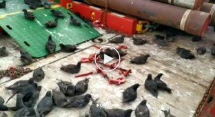 Птичек жалко. На Сахалине сотни серых буревестников оказались заложниками судна